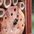 Native Solitary Bees Bee Hotel - Small Online now