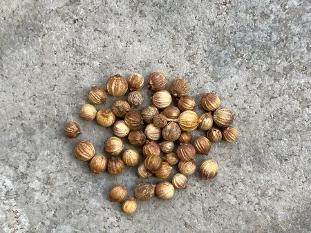 Whole Coriander For Sale