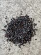 Poppy Seeds Online Sale